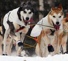 Iditarod Sled Dog Race