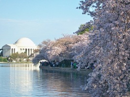 Cherry Blossom Festival