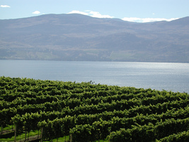 Lake Okanagan and Vineyards